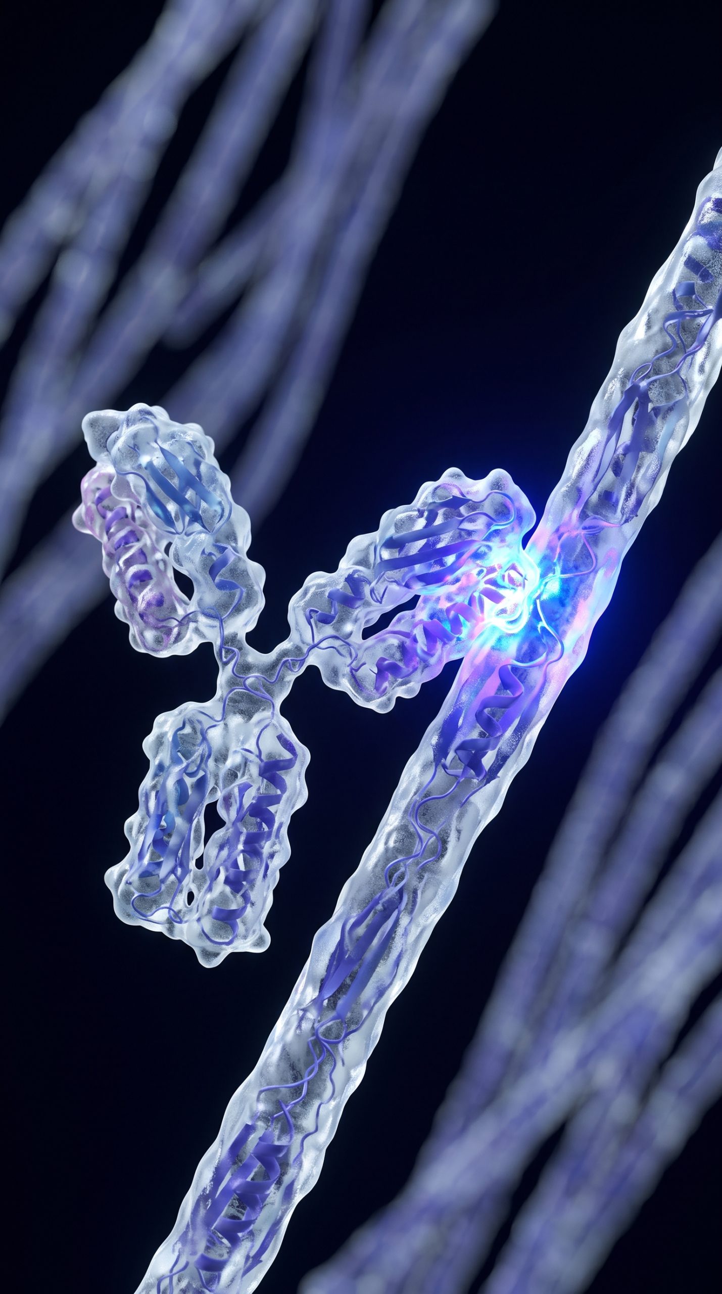Human Neurofilament Light Chain (NFL) Monoclonal Antibody Molecular Structure