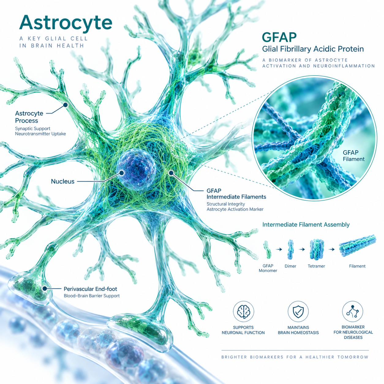 GFAP Monoclonal Antibody Pair